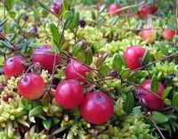 Cranberry untuk saluran kemih - Revitaprost