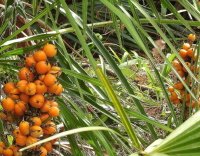 Ekstrak Saw Palmetto untuk prostat - Revitaprost